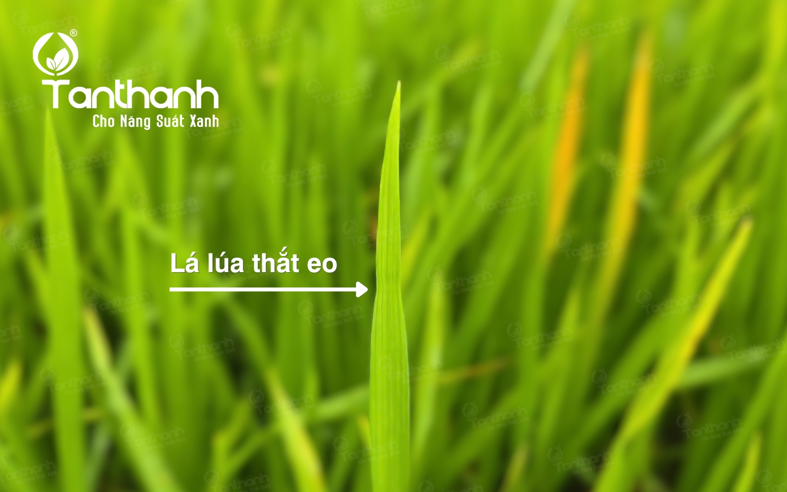 Lúa làm đòng xịt gì? Lúa làm đòng xịt gì?