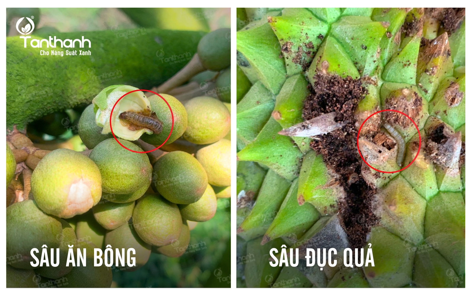 Sầu riêng không chỉ cần dinh dưỡng Sầu riêng không chỉ cần dinh dưỡng