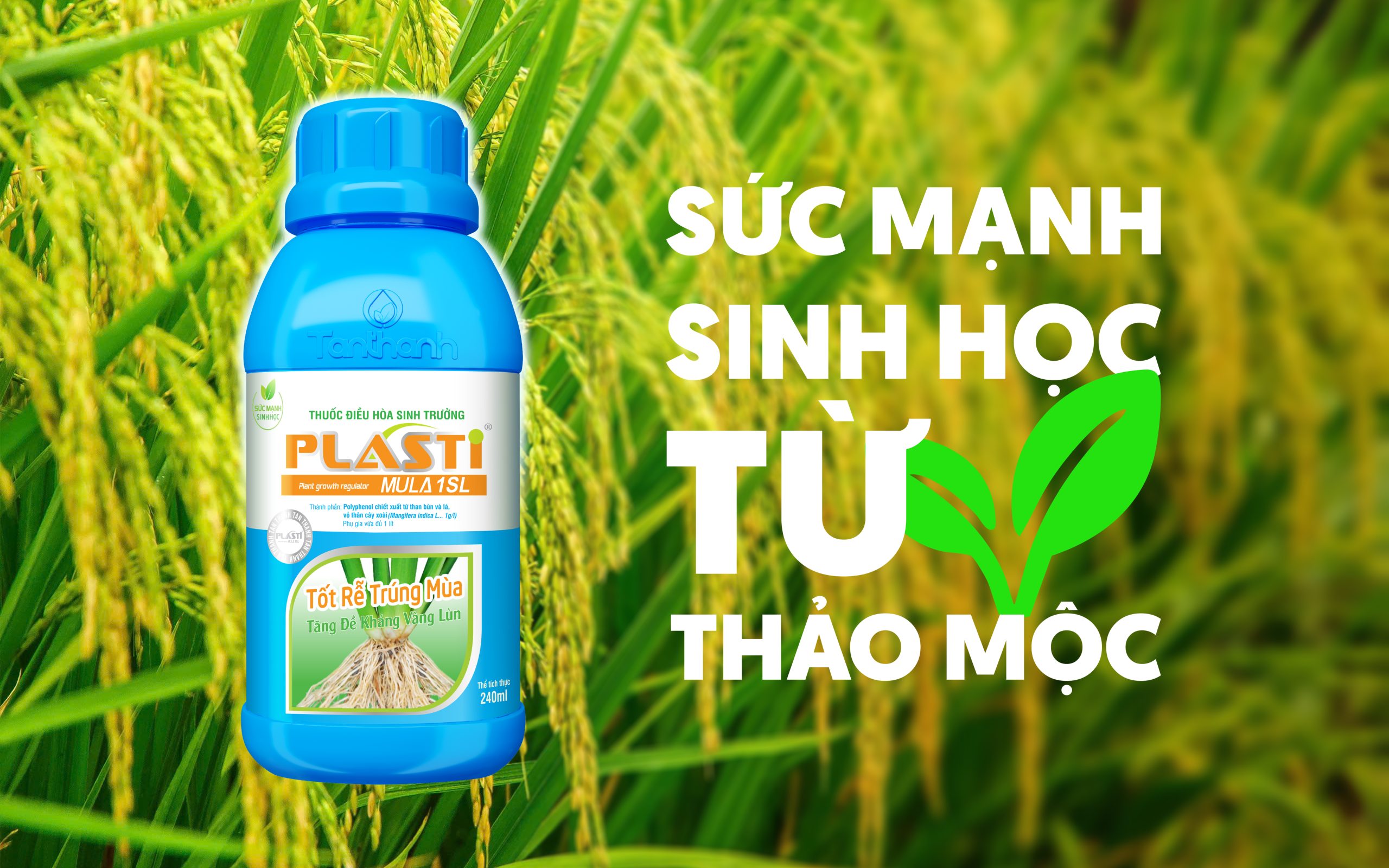 Điều hoà sinh trưởng từ thảo mộc – nền tảng bền vững cho nông nghiệp hiện đại
