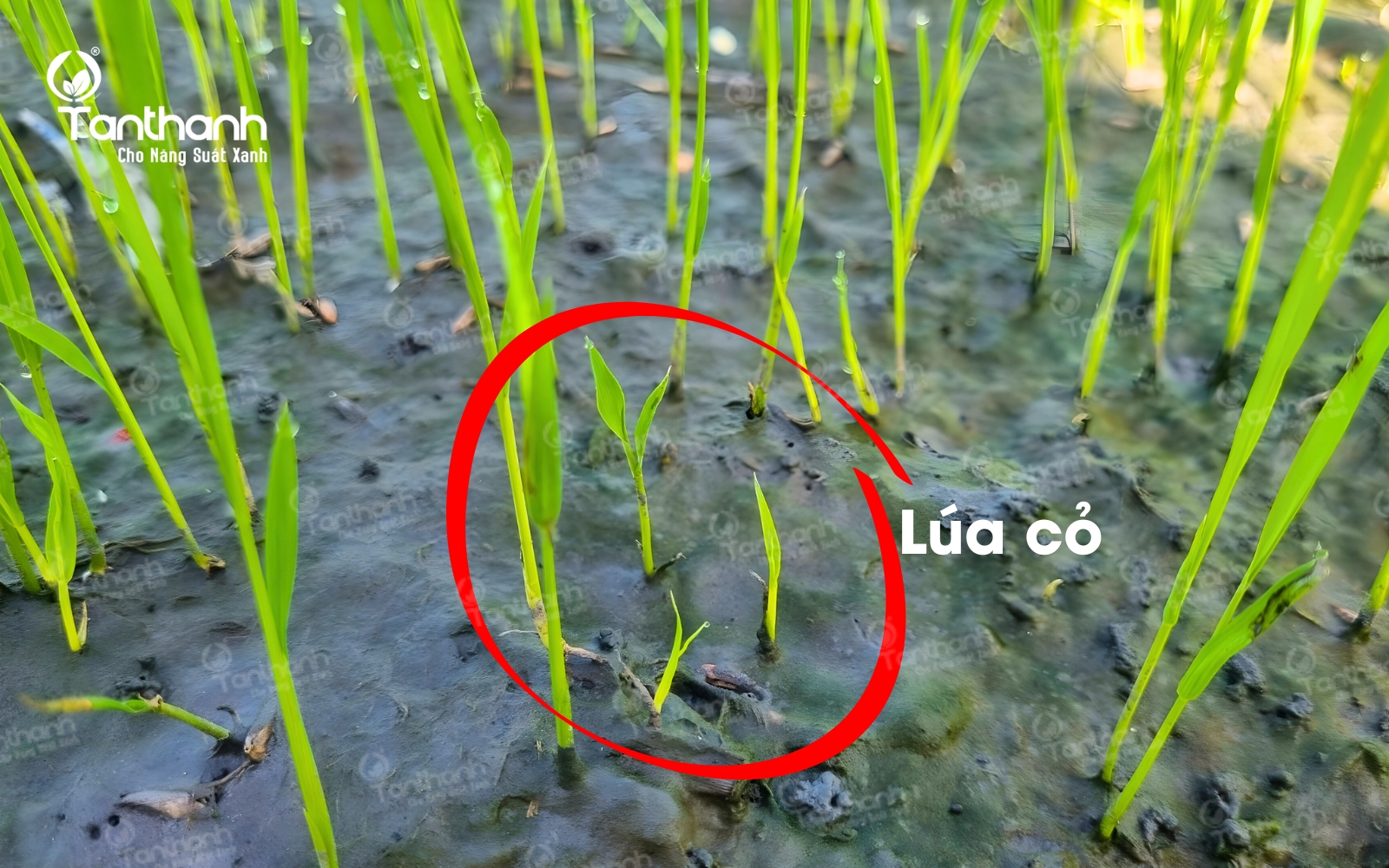 Chủ động chặn đứng lúa cỏ Chủ động chặn đứng lúa cỏ