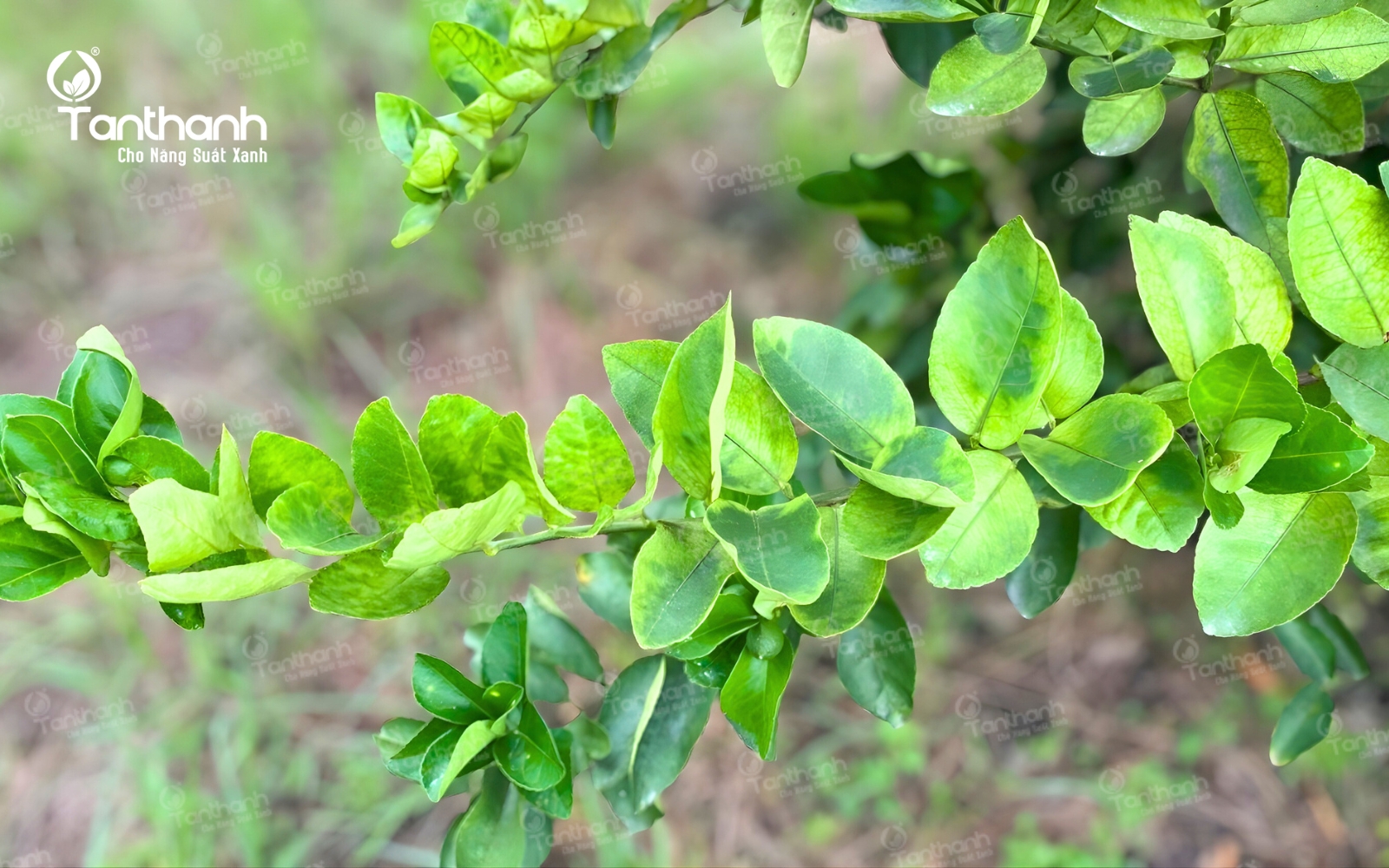 Nhện đỏ tuy nhỏ nhưng buộc người trồng phải quan tâm Nhện đỏ tuy nhỏ nhưng buộc người trồng phải quan tâm