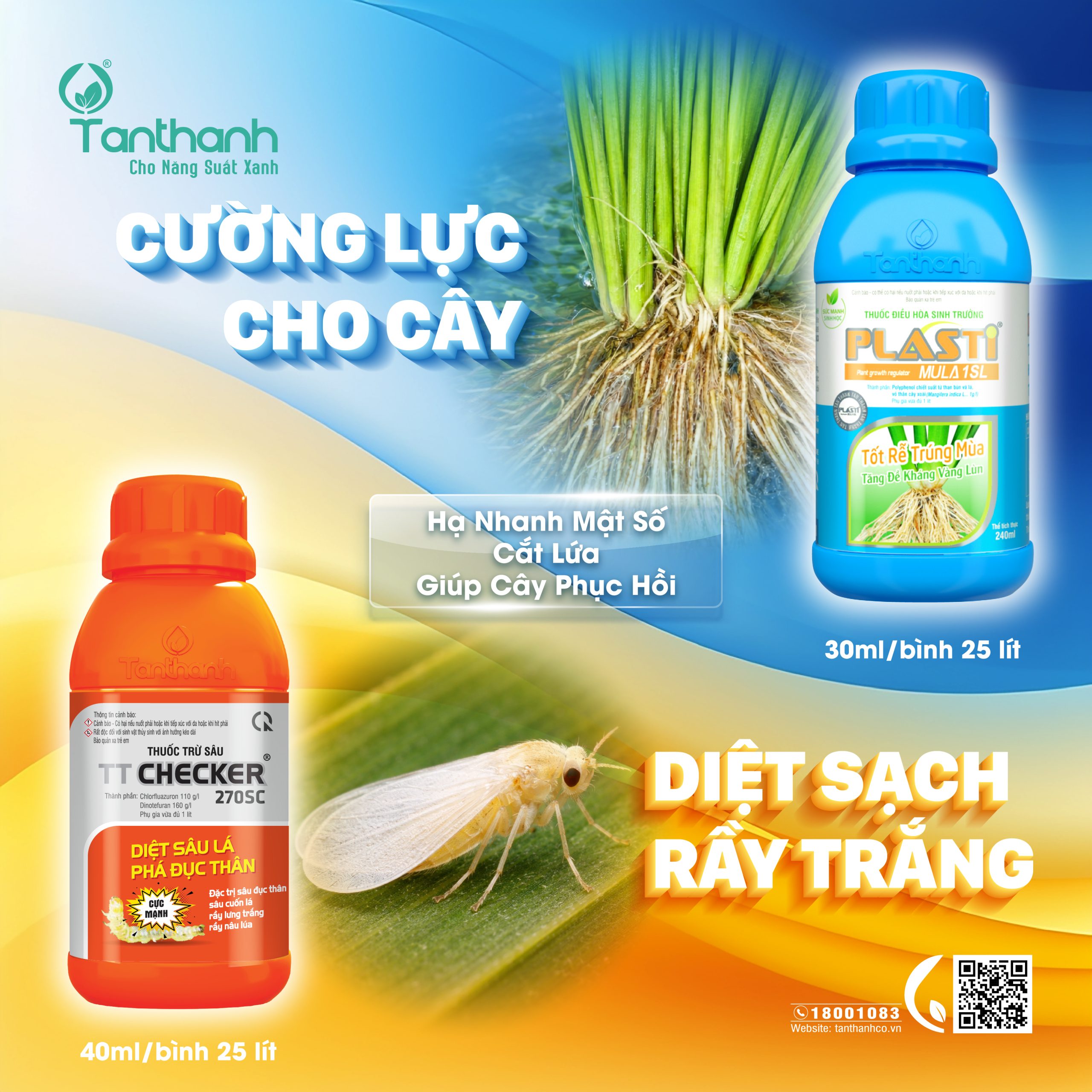Cảnh báo rầy phấn trắng hại lúa gia tăng trong điều kiện thời tiết nắng nóng Cảnh báo rầy phấn trắng hại lúa gia tăng trong điều kiện thời tiết nắng nóng