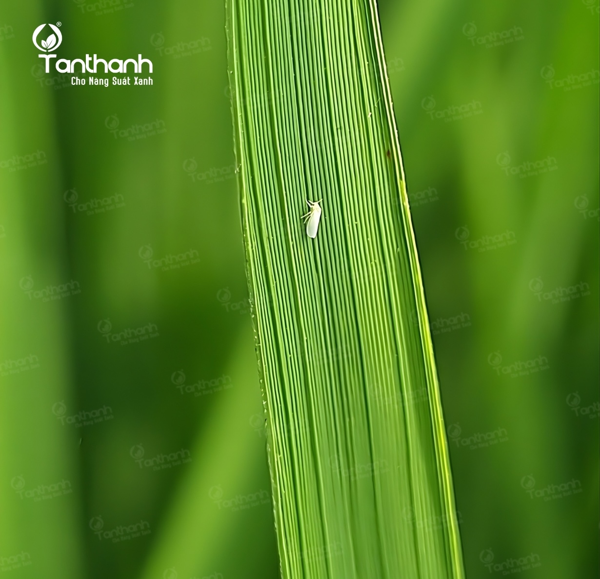 Cảnh báo rầy phấn trắng hại lúa gia tăng trong điều kiện thời tiết nắng nóng Cảnh báo rầy phấn trắng hại lúa gia tăng trong điều kiện thời tiết nắng nóng