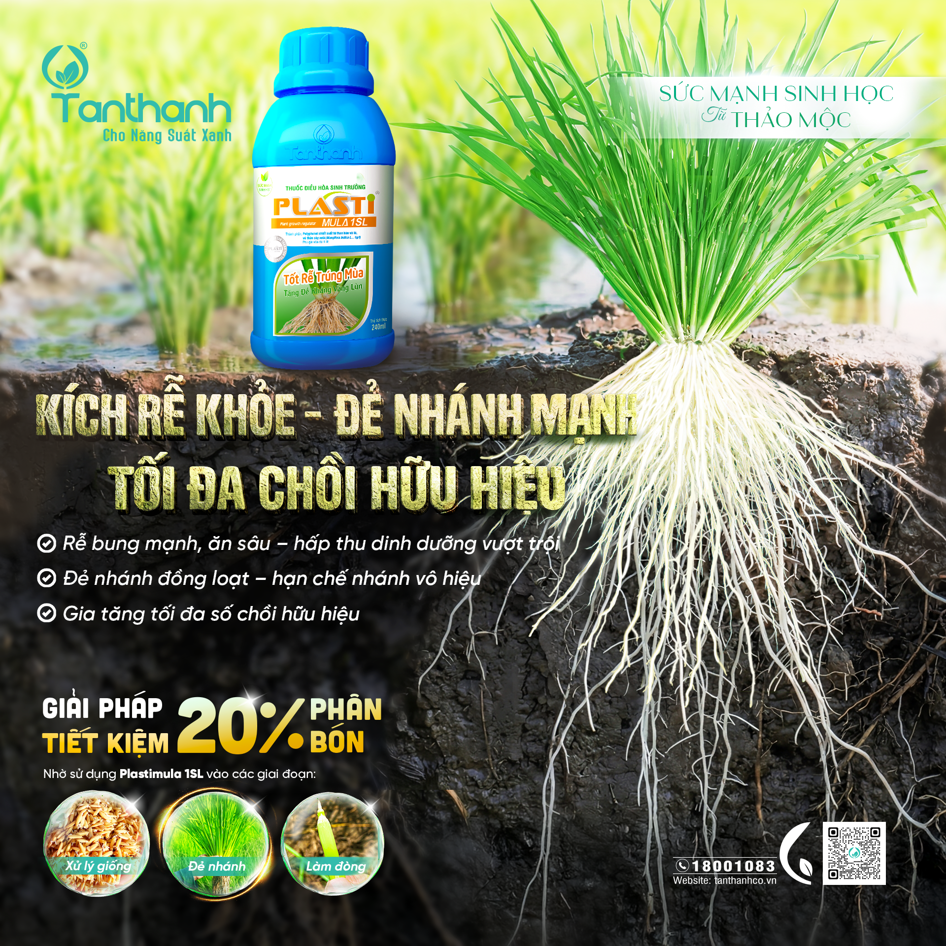 Nắng nóng gay gắt khiến lúa dễ bị sượng, bà con cần hỗ trợ gì cho cây? Nắng nóng gay gắt khiến lúa dễ bị sượng, bà con cần hỗ trợ gì cho cây?