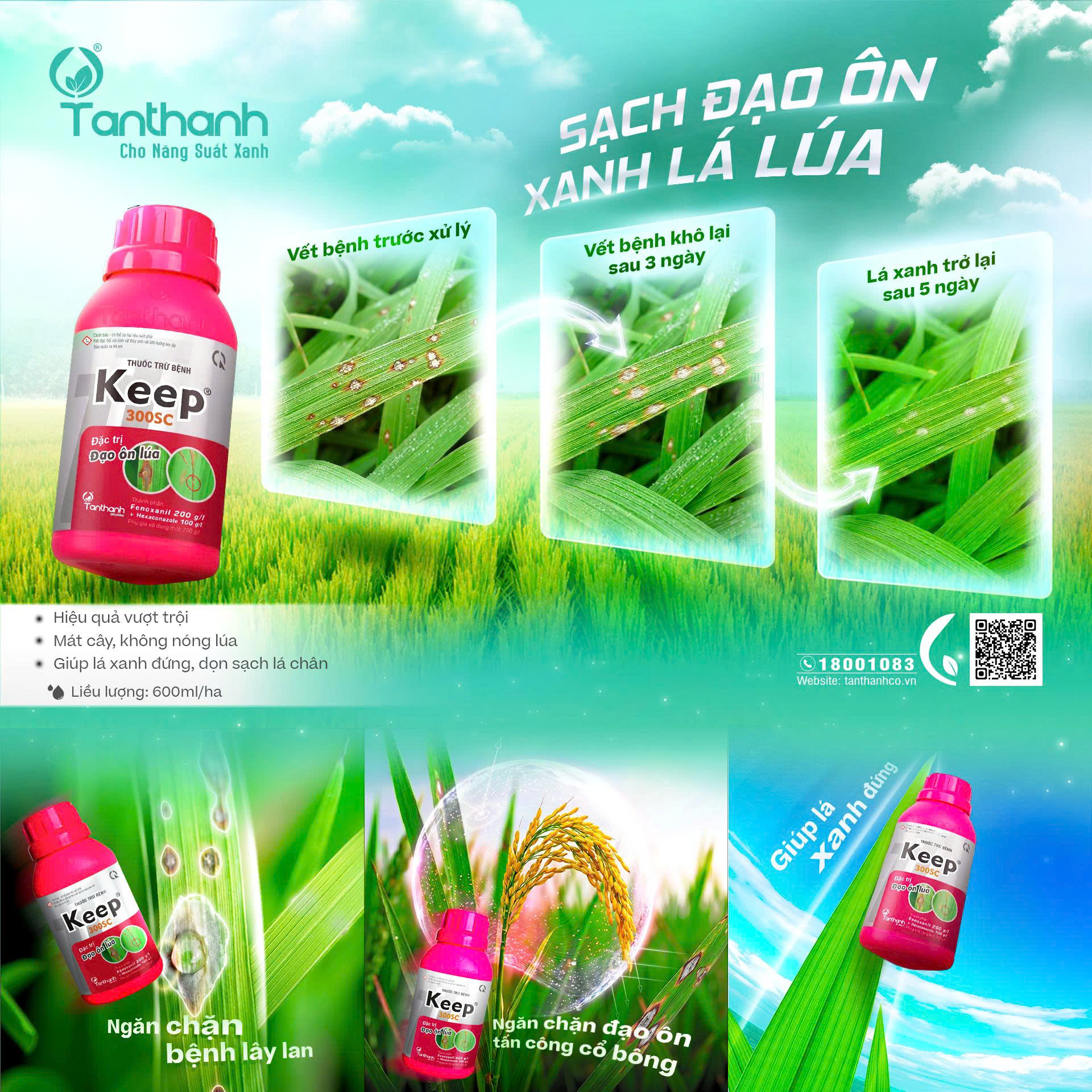 Từ vết chấm kim đến cháy lá hàng loạt, đừng chủ quan