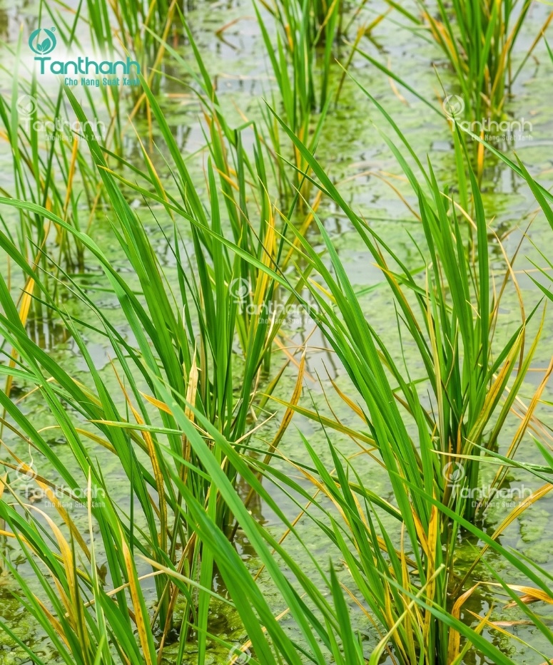 Vàng cam trên lúa không chỉ do bệnh mà là tổ hợp của 3 yếu tố Vàng cam trên lúa không chỉ do bệnh mà là tổ hợp của 3 yếu tố