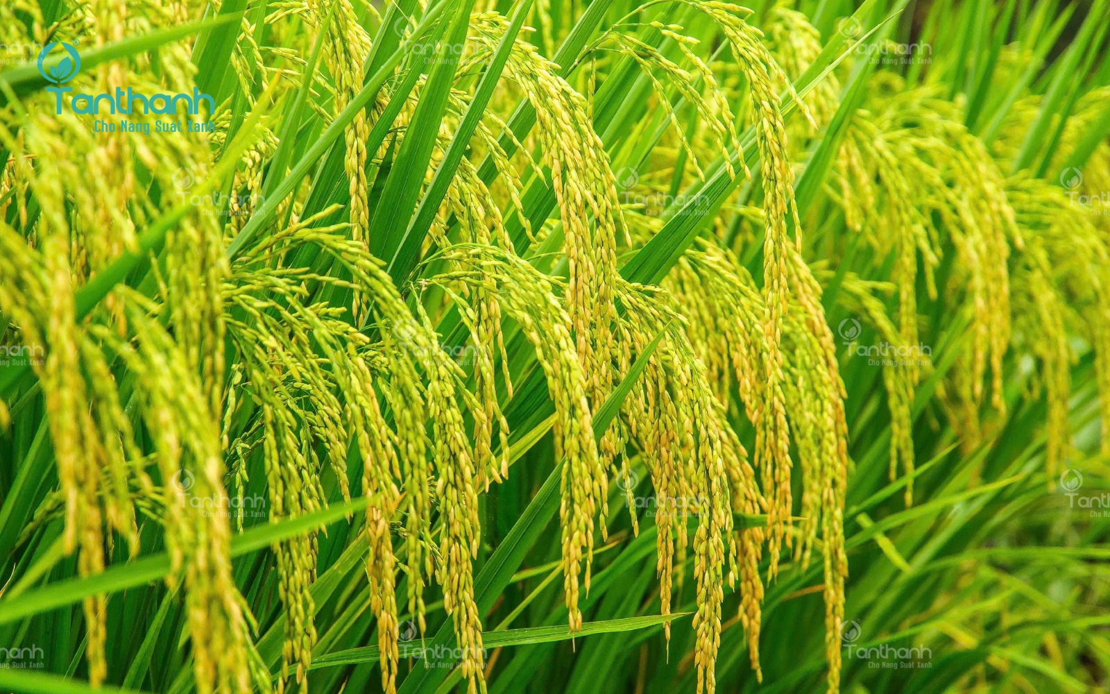 Đừng để cây “đuối sức” trước ngày thu hoạch