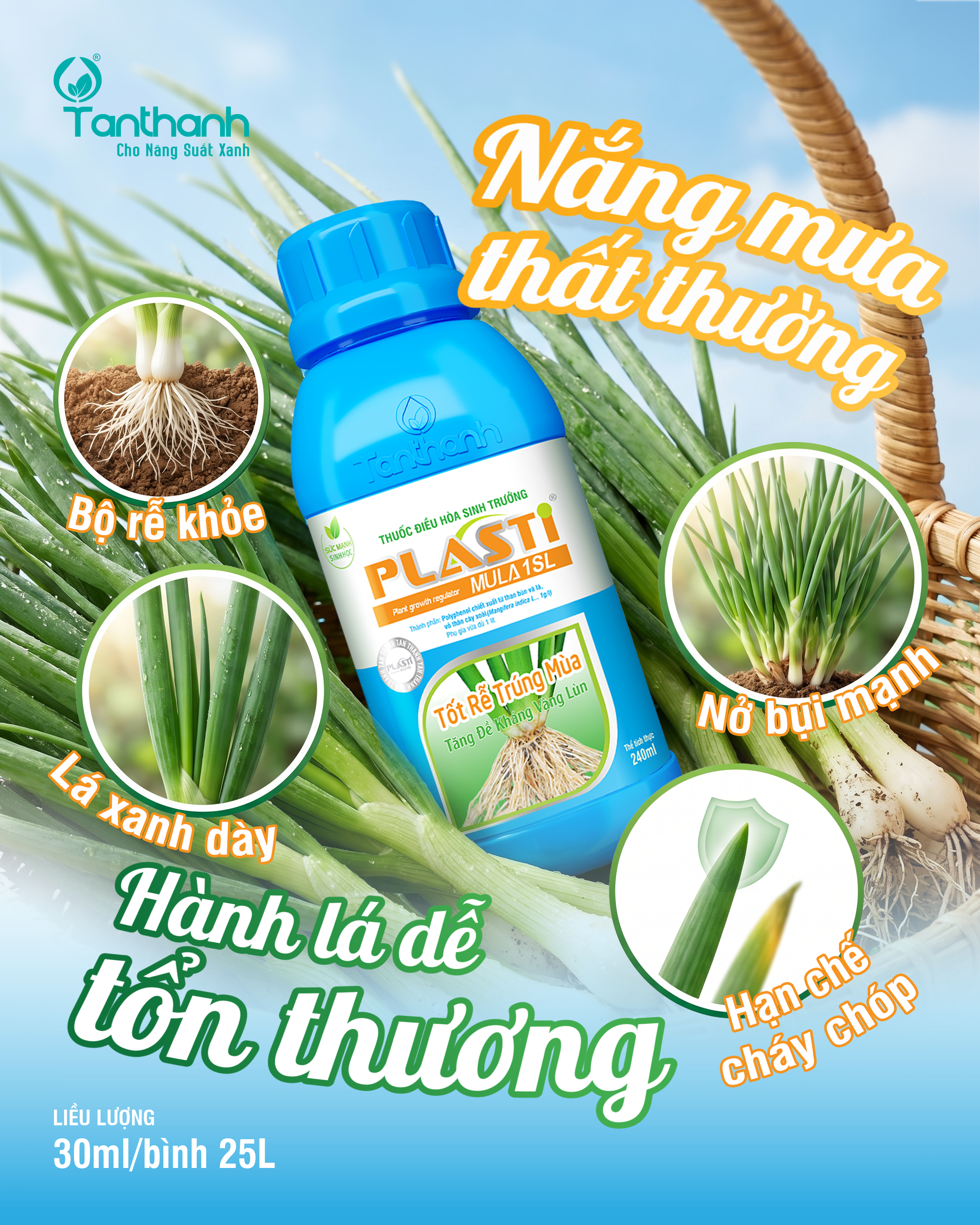 PHỤC HỒI NHANH - RA RỄ MẠNH - ĐỨNG LÁ HÀNH